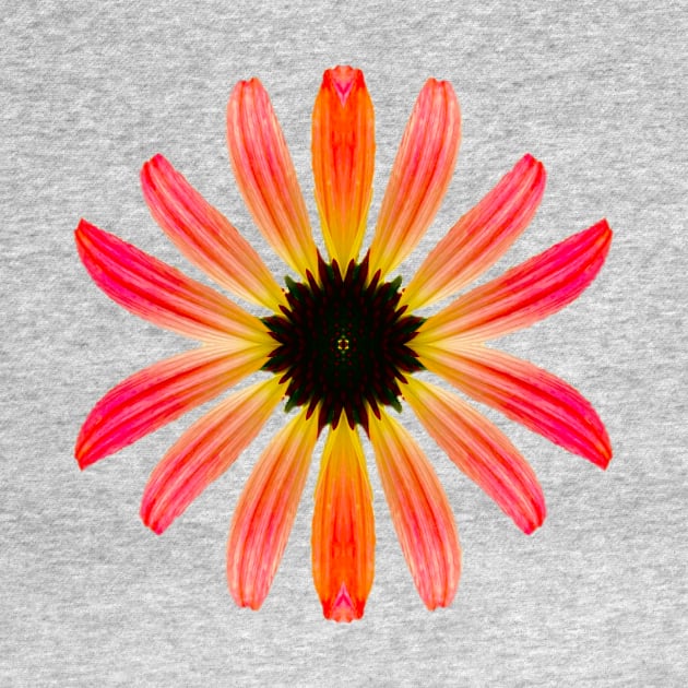 Pretty Multicolored Daisy by Amanda1775